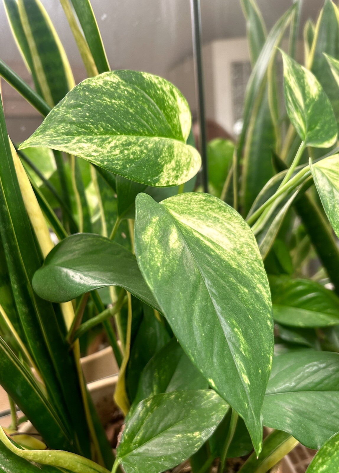 Golden Pothos, Epipremnum Aureum, House Plant – 5 Bare Roots Cuttings 4-6 inches