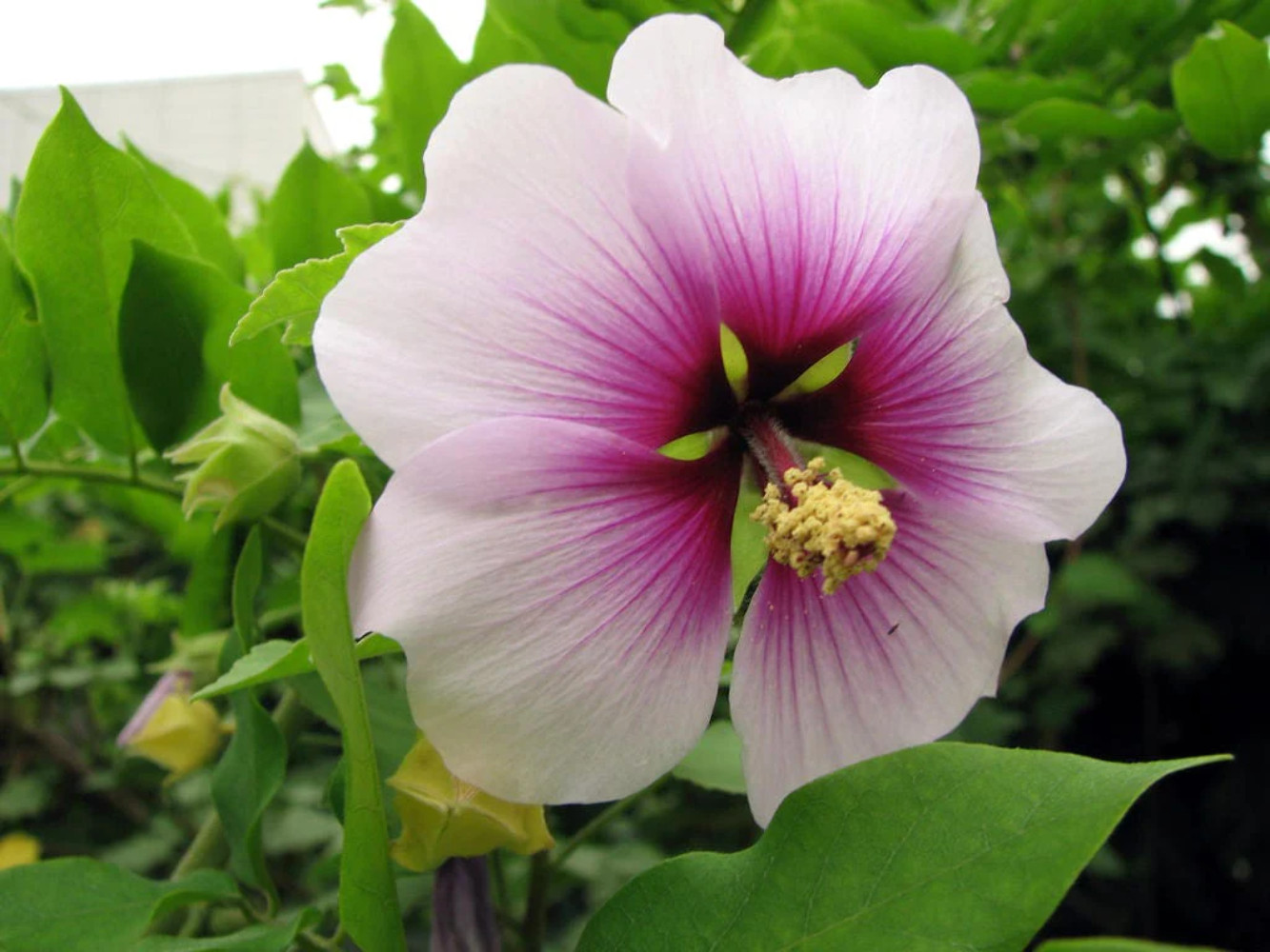 200 ROSE MALLOW (Bush Mallow) Hibiscus Lavatera Trimestris Flower Seeds