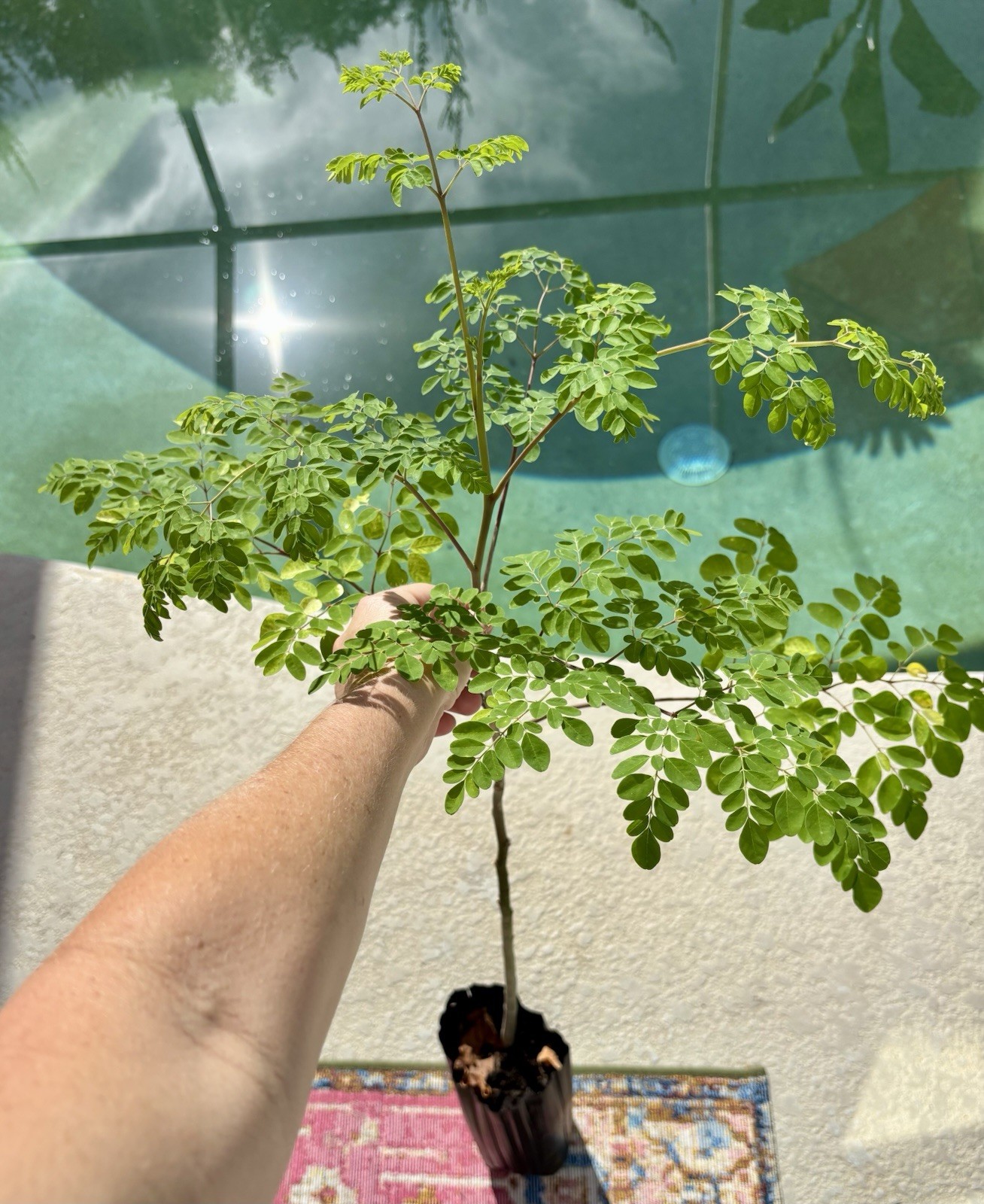 Moringa Tree / DrumStick Tree in Growing Pot – Over 2’ Live Tree Well Rooted!