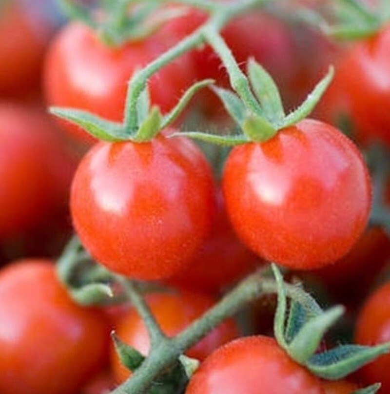 Mexico Midget Dwarf Tomato Seeds 10 Organic Seeds *Free Shipping*