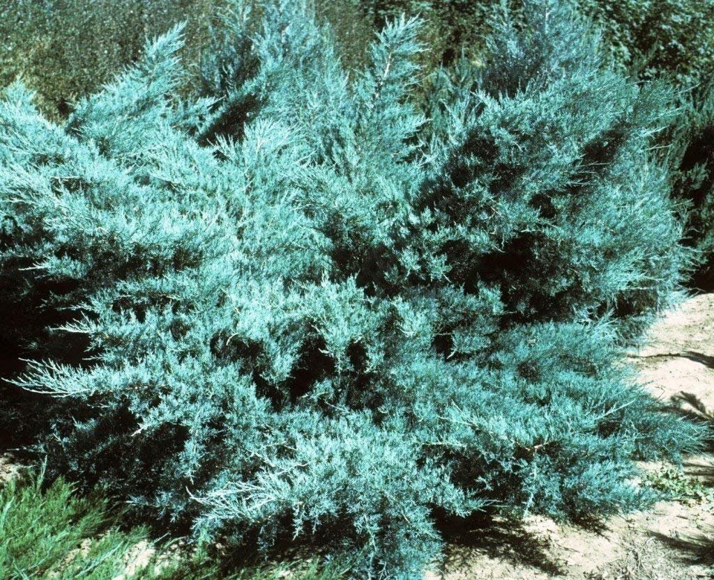 Juniper Blue Pfitzer | 2 Inch | Juniperus x pfitzeriana | Groundcover Plant
