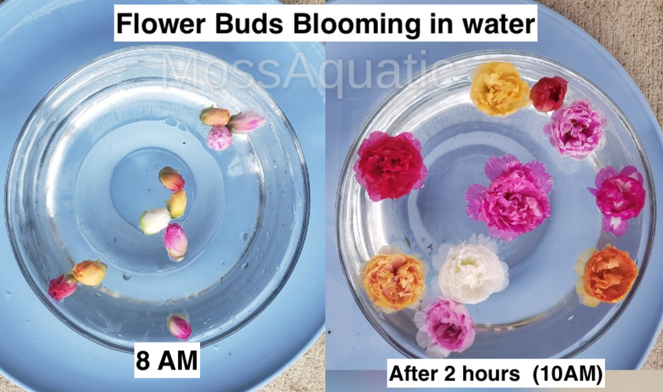Moss Rose ( Portulaca Grandiflora ) , Mix, 10 unrooted Cutting
