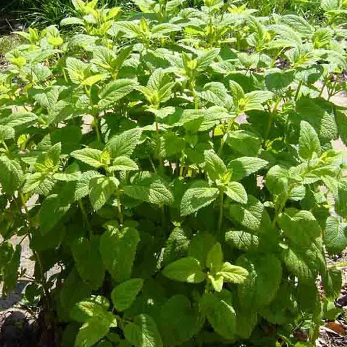 SCARBOROUGH SEEDS LEMON BALM 500 SEEDS PERENNIAL MOSQUITO INSECT REPELLENT HERB