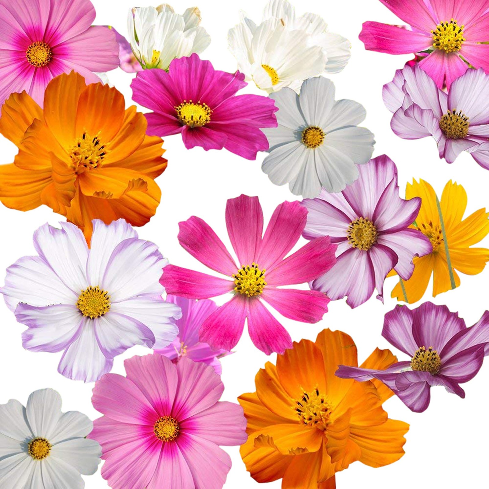 Cosmos Flower Seeds Mix 11 Varieties, Long Bloom, Easy to Grow