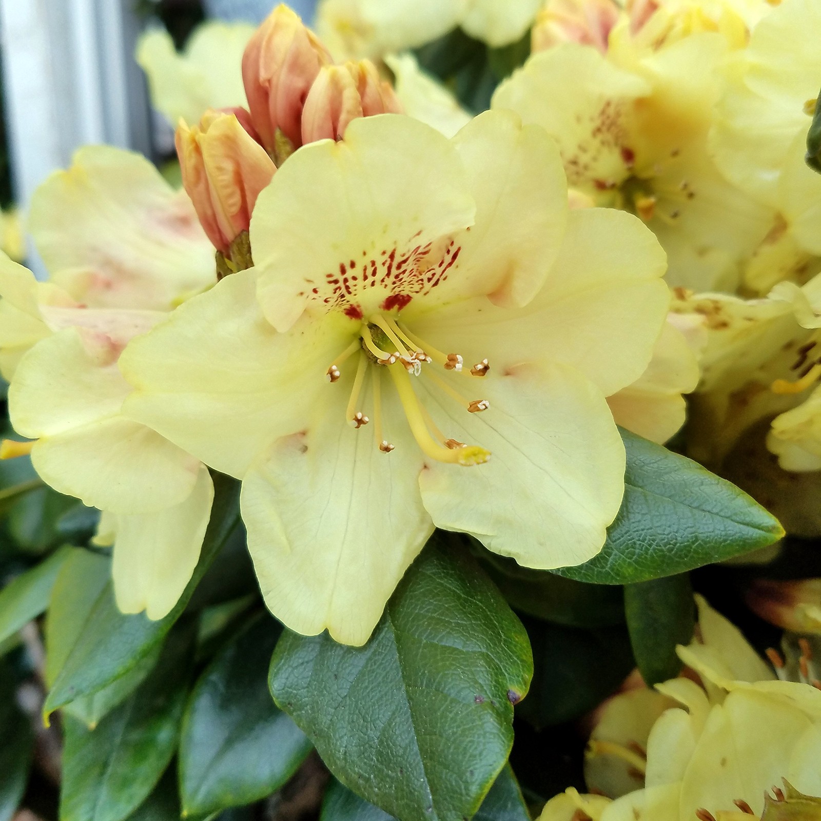 Green Promise Farms Rhododendron Yak. Miyama Gold Prinz Rhododendron Evergreen