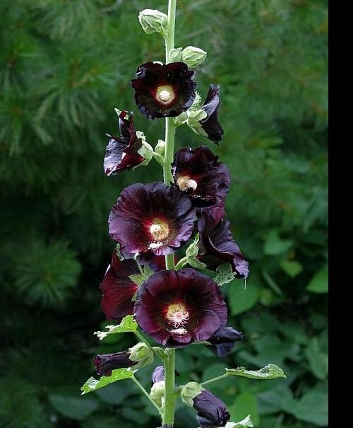 40 Hollyhock Nigra seeds