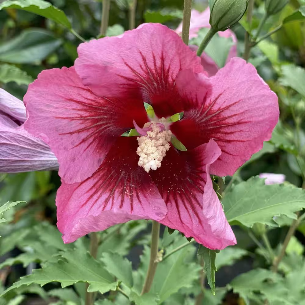 2 Gal. Red Pillar Rose of Sharon (Hibiscus) Shrub with Dark Pink Flowers with Re