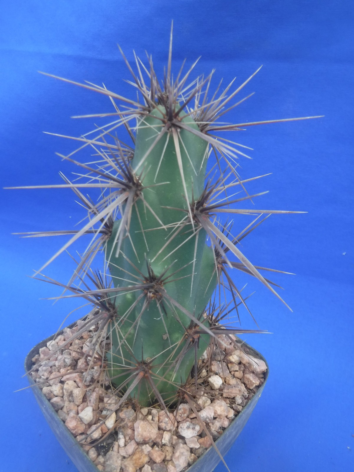Grusonia emoryi New Mexico Form RARELY OFFERED! 6″ Tall Cold Hardy to 0F!!! C4