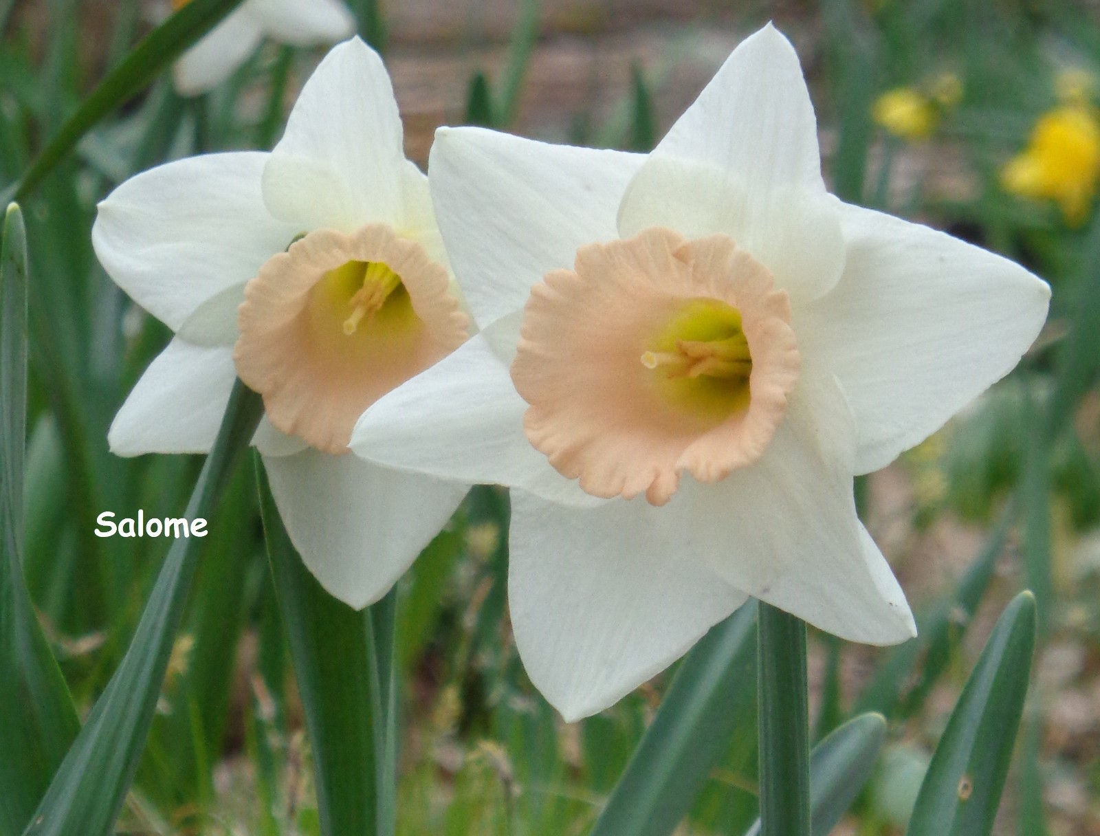 20 DAFFODIL BULBS Pink White SALOME Narcissus Jonquils FromMyGarden *PlsREAD*