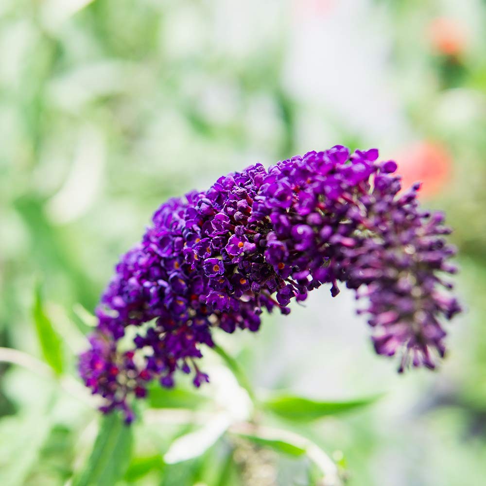 Perfect Plants Black Knight Butterfly Shrub 3 Gallon Live Bush For Outdoor