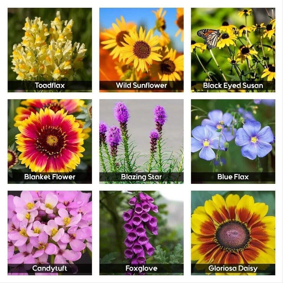 85,000 Wildflower Seeds, 35 Varietiey Wild Flowers Bulk Flower Seeds, Mix of An,