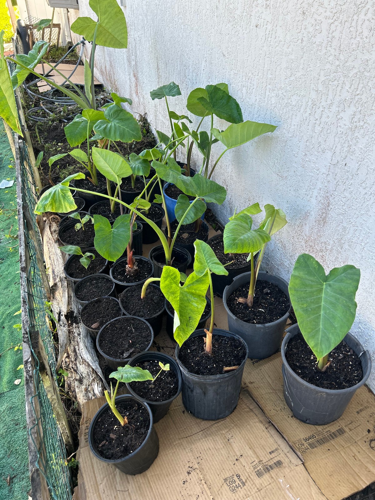 1 X Organic Malanga Lila Yautia Plant Premium Taro 12″-15″ inches.