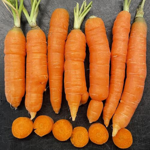 1000+ Mokum Carrot Seeds for Garden Planting – USA – FREE SHIPPING!