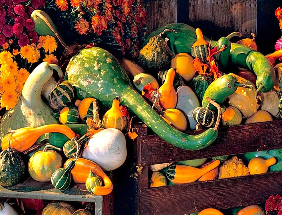 Large Mix Ornamental Gourd Seeds |Decorative Fall Autumn Winter Squash Seed 2025