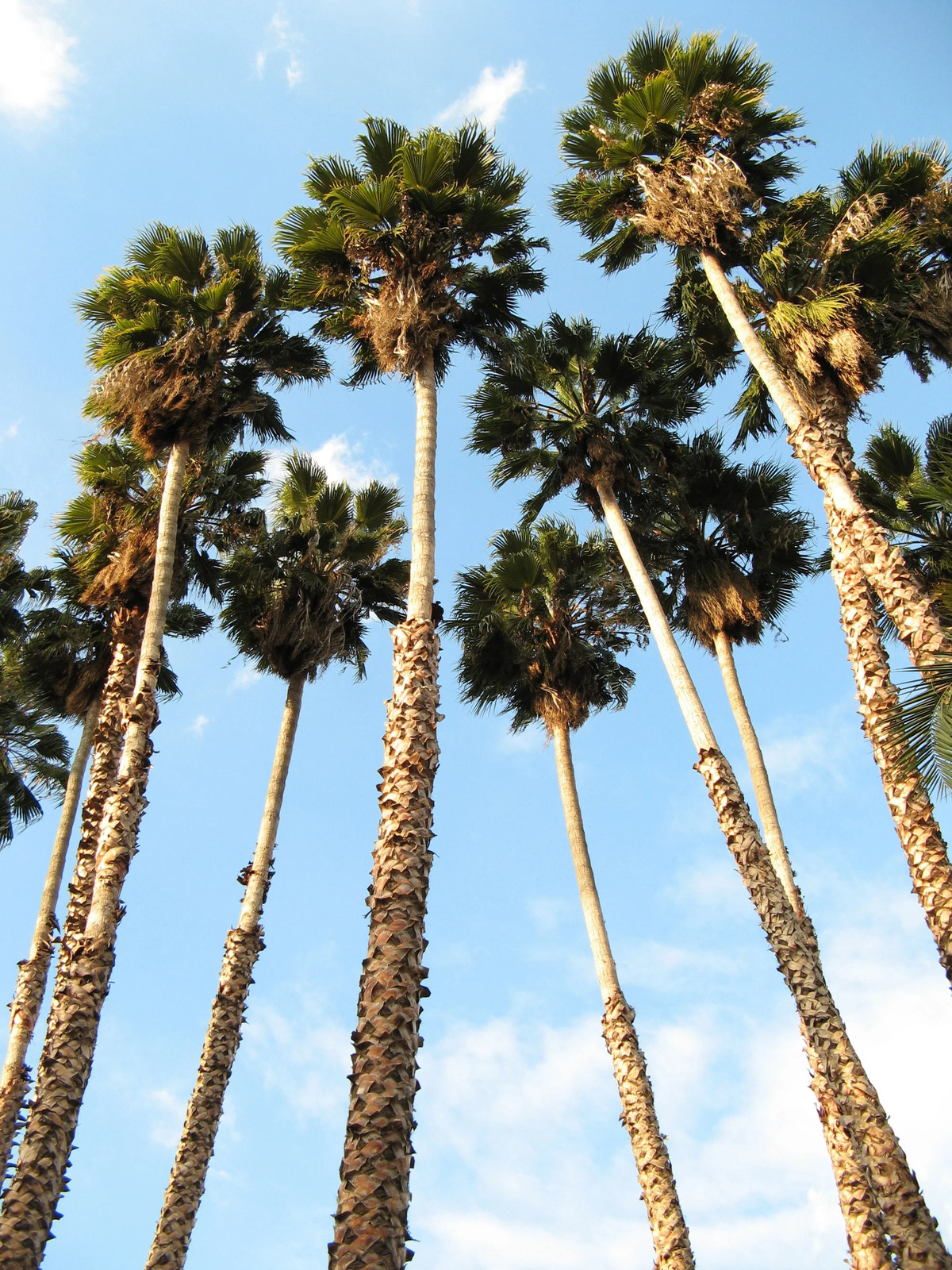 30 CALIFORNIA FAN PALM Tree Petticoat Arizona Desert Washingtonia Filifera Seeds