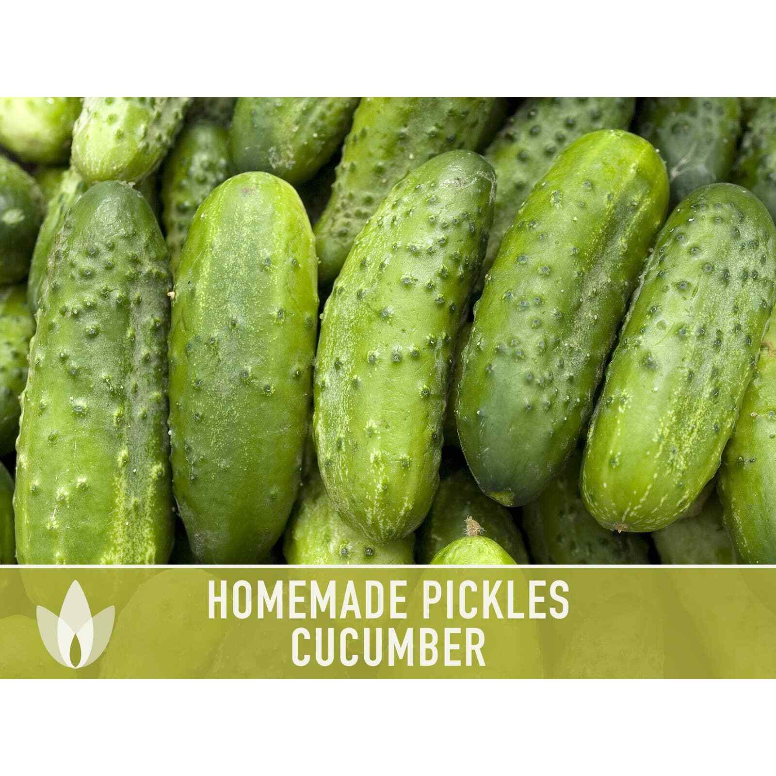 Homemade Pickles Cucumber Heirloom Seeds – Open Pollinated, Non-GMO