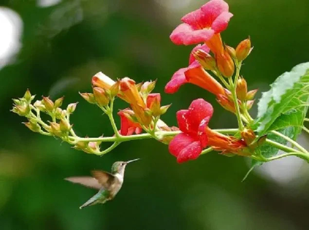 Hummingbird vines