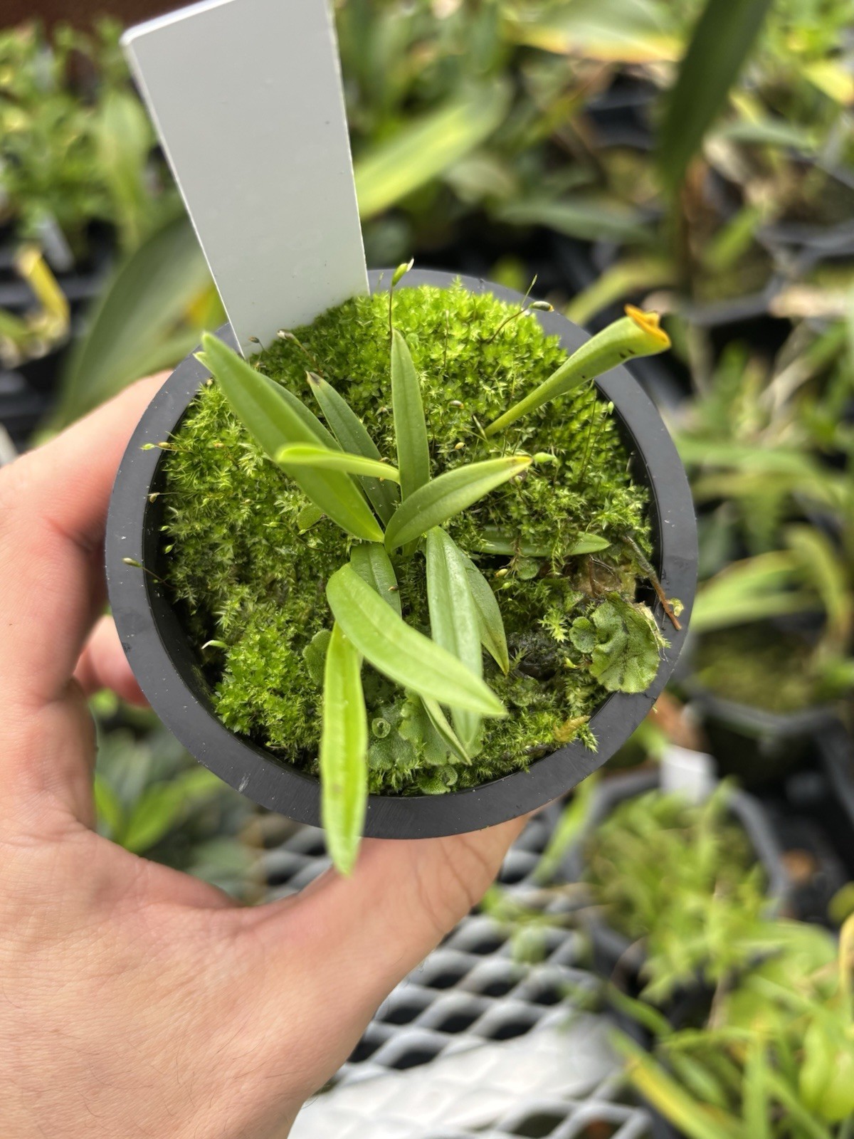 Masdevallia leucantha Rare Miniature Orchid Species Bloom Size