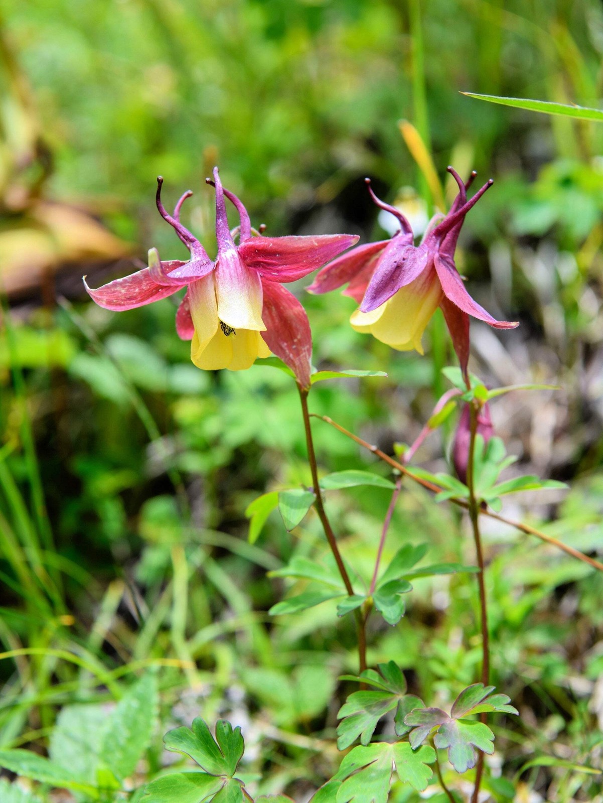 100 ORIENTAL COLUMBINE Plum & White Aquilegia Vulgaris Flower Seeds