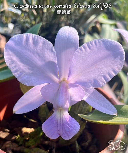Cattleya walkeriana var. coerulea ‘Edward’ SM/JOS [Bareroot]