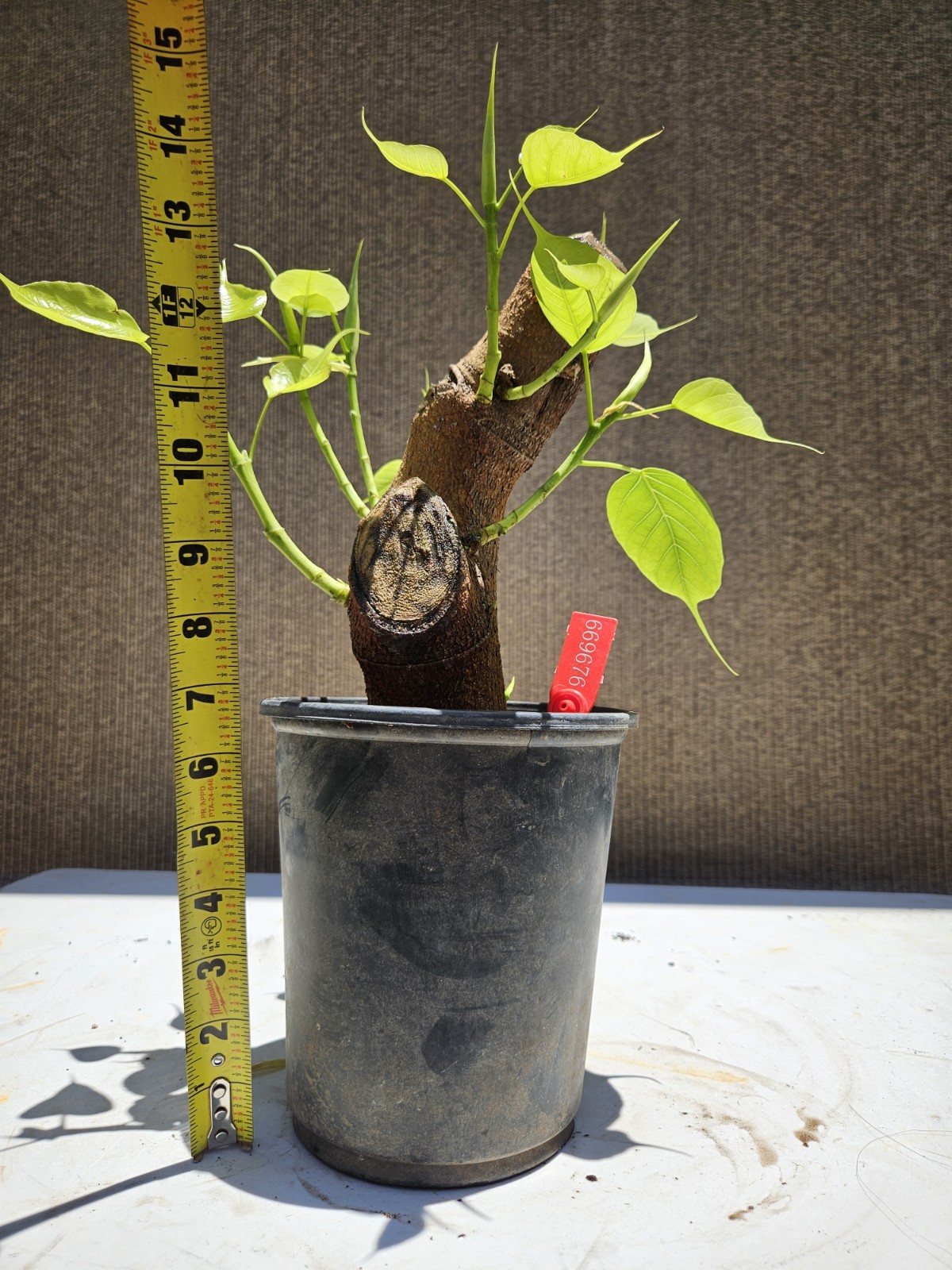 Ficus religiosa ( Sacred fig Cây Bồ Đề) Bonsai Tree,,,, sale