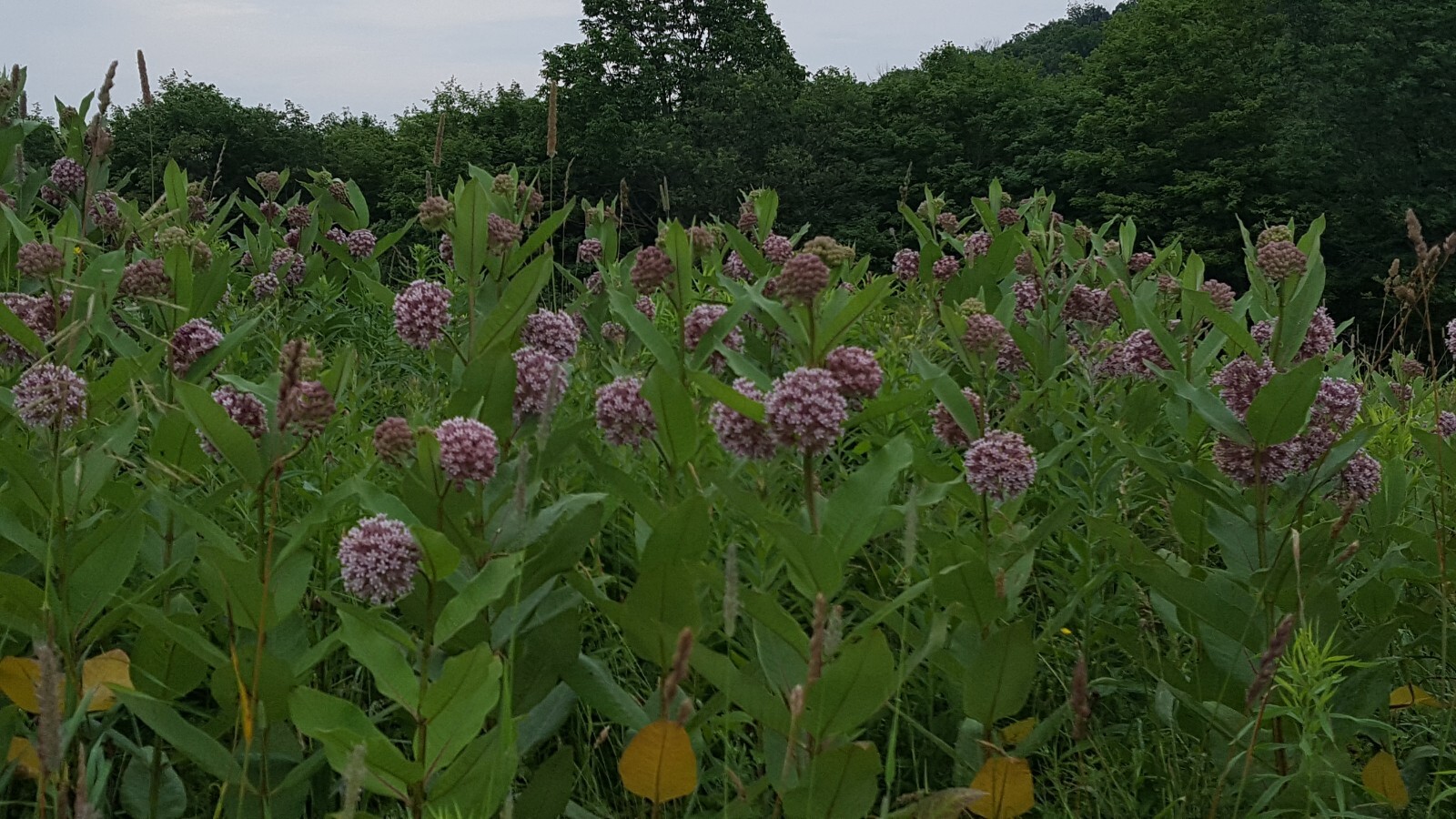 Common Milkweed Seeds, Asclepias syriaca -Farm Heirloom Seed, Natural No Chems!