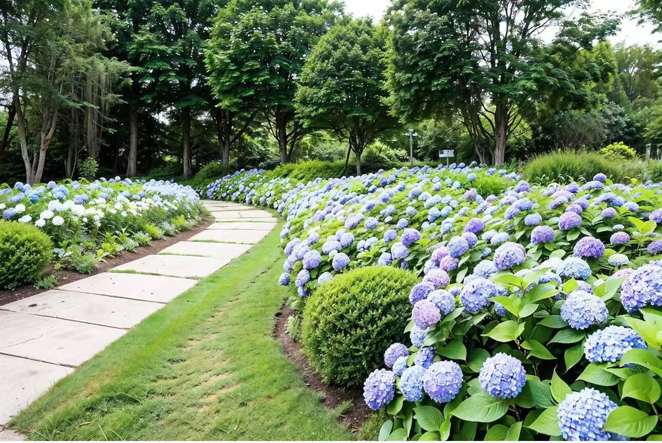 30 Mixed Blue Hydrangea Seeds Giant Snowball Fast Growing Flower