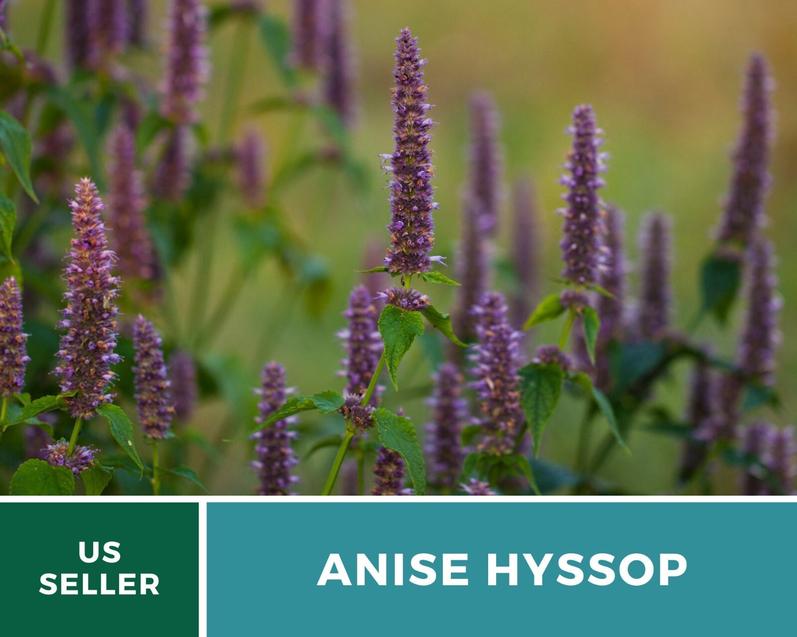 Hyssop, Anise – 200 Seeds – Culinary & Medicinal Herb – Agastache foeniculum