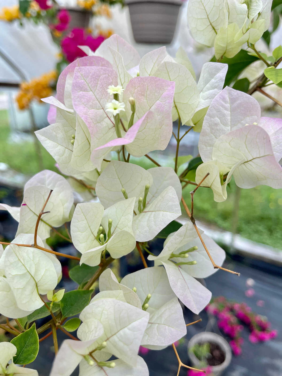 White Live Plant Bougainvillea Vine in 6″ Pot Trellis Fast Growing NO CA