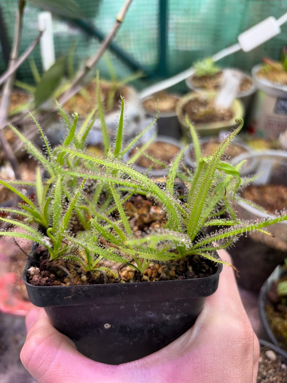 Drosera regia SG, King Sundew Temperate Carnivorous South African Plant