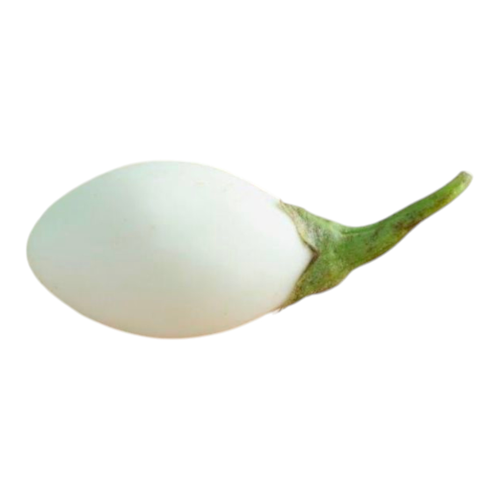 50 Eggplant Seeds – White Egg | Free Fast shipping|