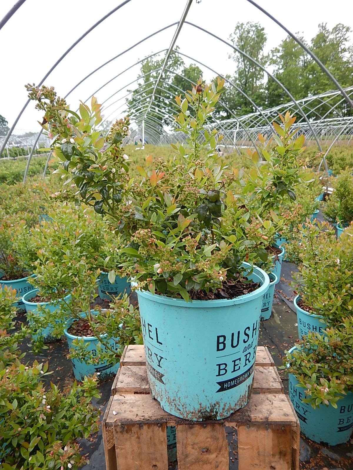 Green Promise Farms Bushel And Berry – Vaccinium Cor. Blueberry Glaze Blueberry