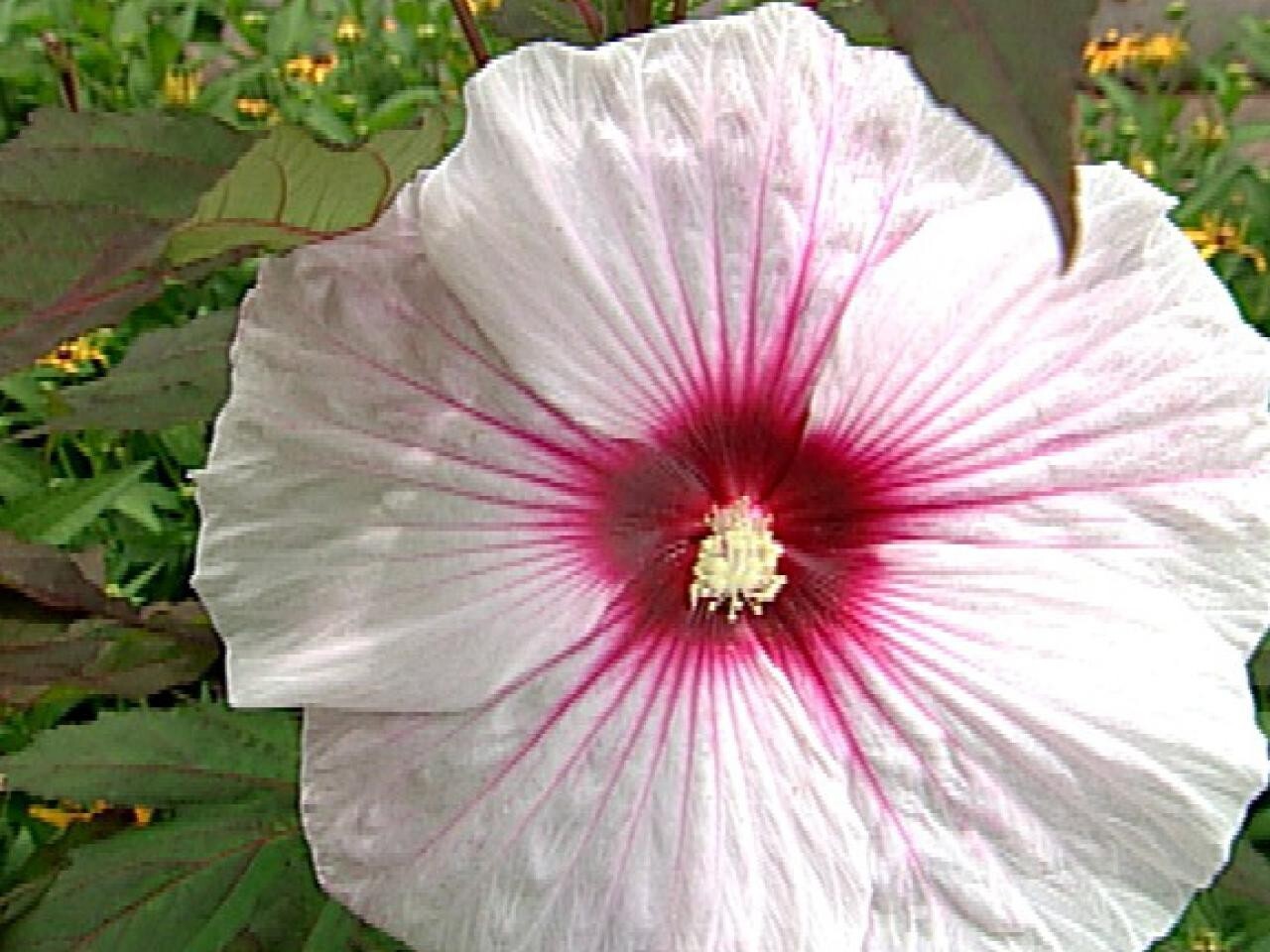 30 seeds| Hibiscus Seeds, Rose Mallow Flower seeds#6003