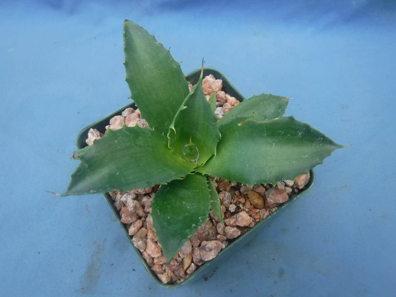 Agave “ShawPot” Starter Plant! HUGE Red Teeth! Incredible Hybrid! RARE! 3″-4″ Wd