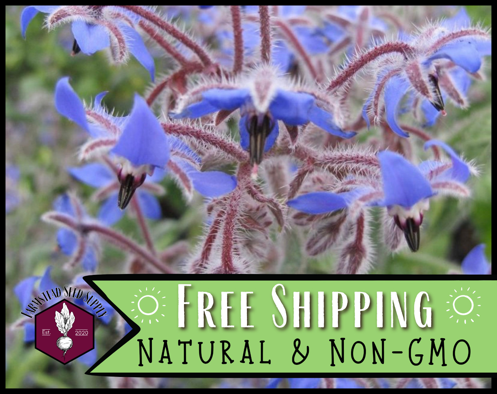 290+ Common Borage Seed, Non-GMO, Herb & Flower Gardening Plant Seed Packet, USA