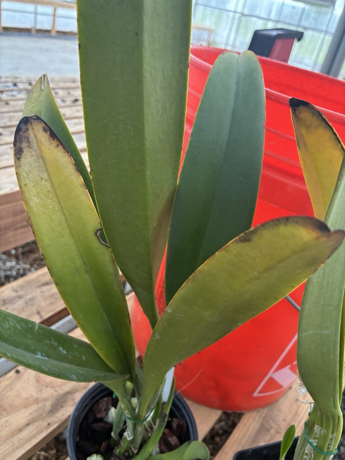 Cattleya Blanche Asaika Yuki FCC/AOS Division