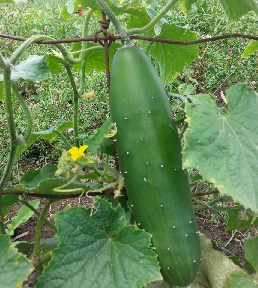 30+Marketmore 76 CUCUMBER Seeds Organic Vegetable Garden Patio Container Easy
