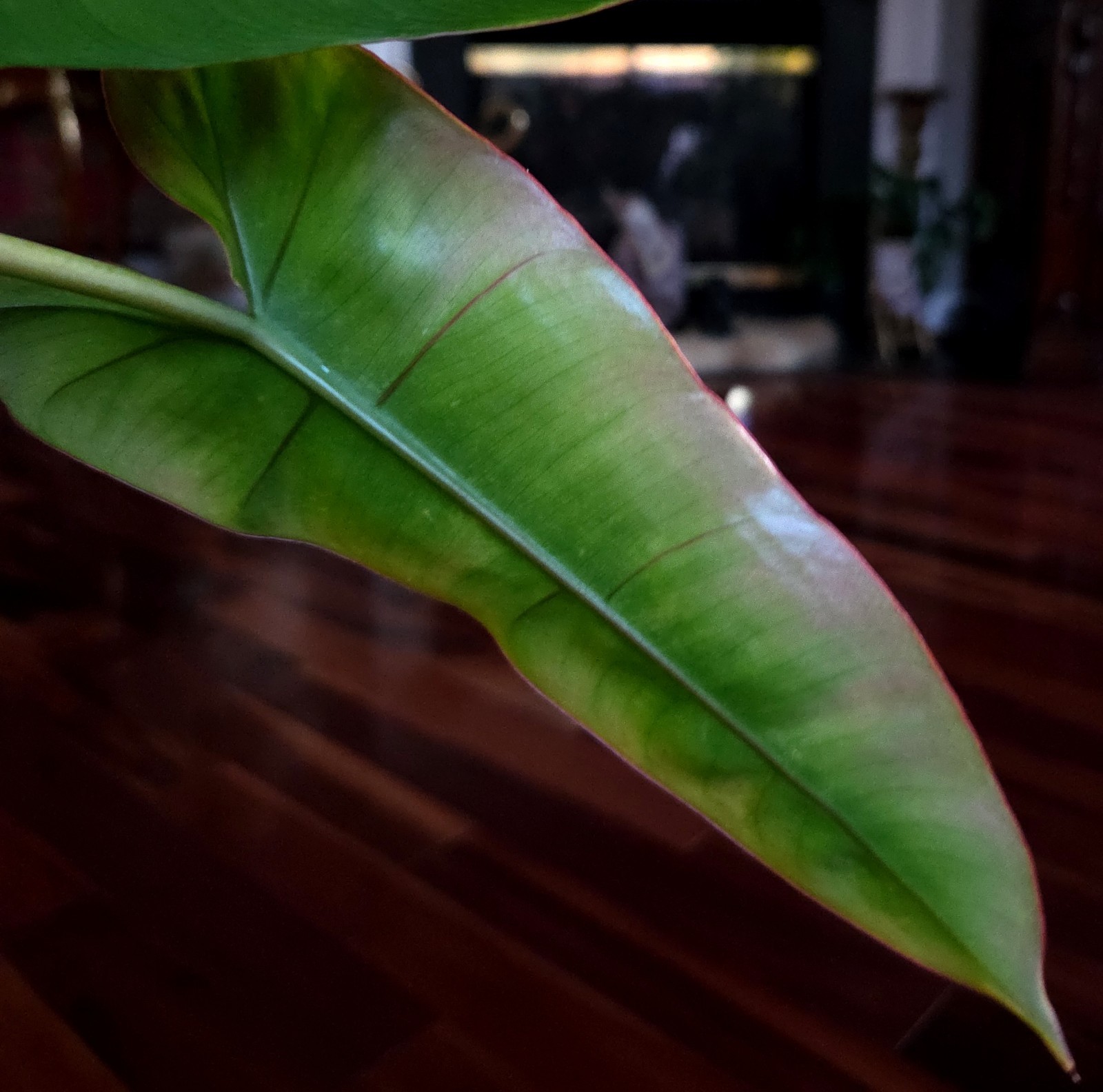 RARE Philodendron Billietae X Sagittafolium Pink Flushed 21″ Wide Not Monstera