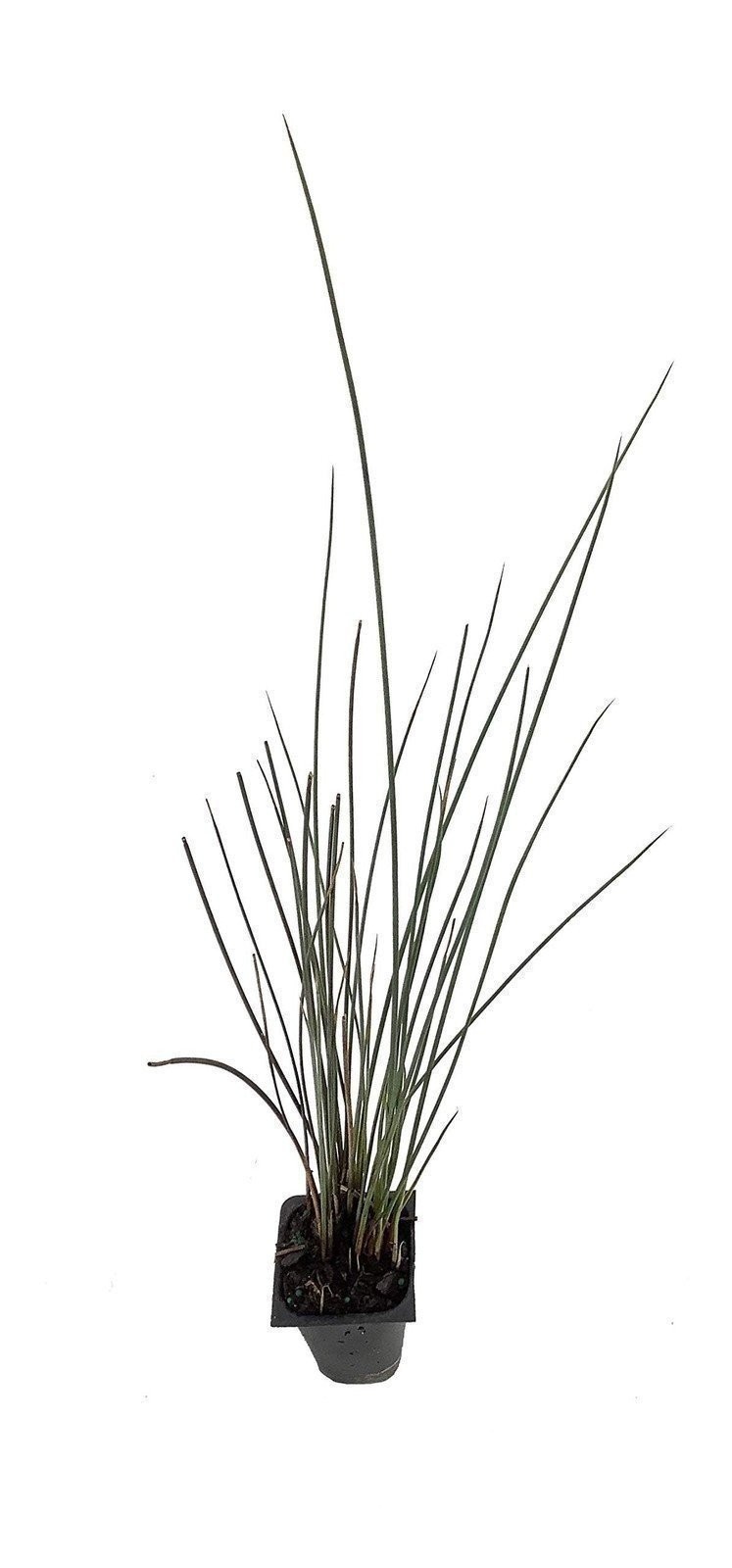 Blue Arrow Rush Grass | 2 Inch | Juncus inflexus | Ornamental Border Plant