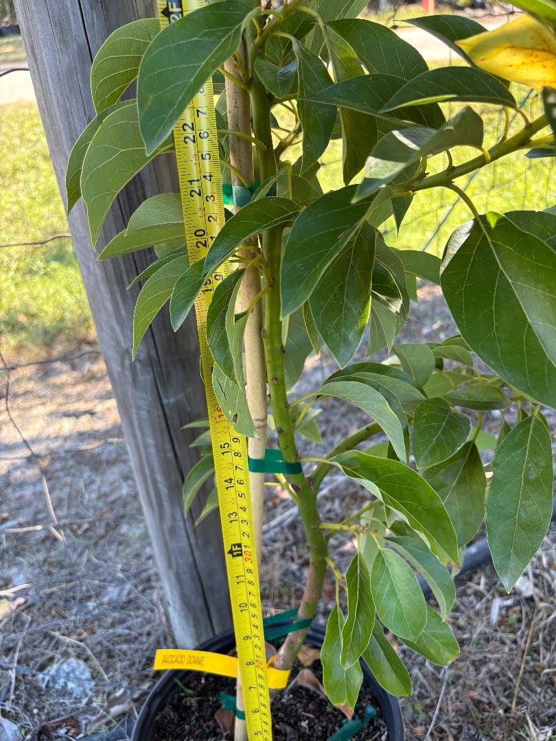 1GALGRAFTED DONNIE AVOCADO TREE (WEST INDIAN/TYPE A FLOWER MAY-JUNE) ZONES 9-11)