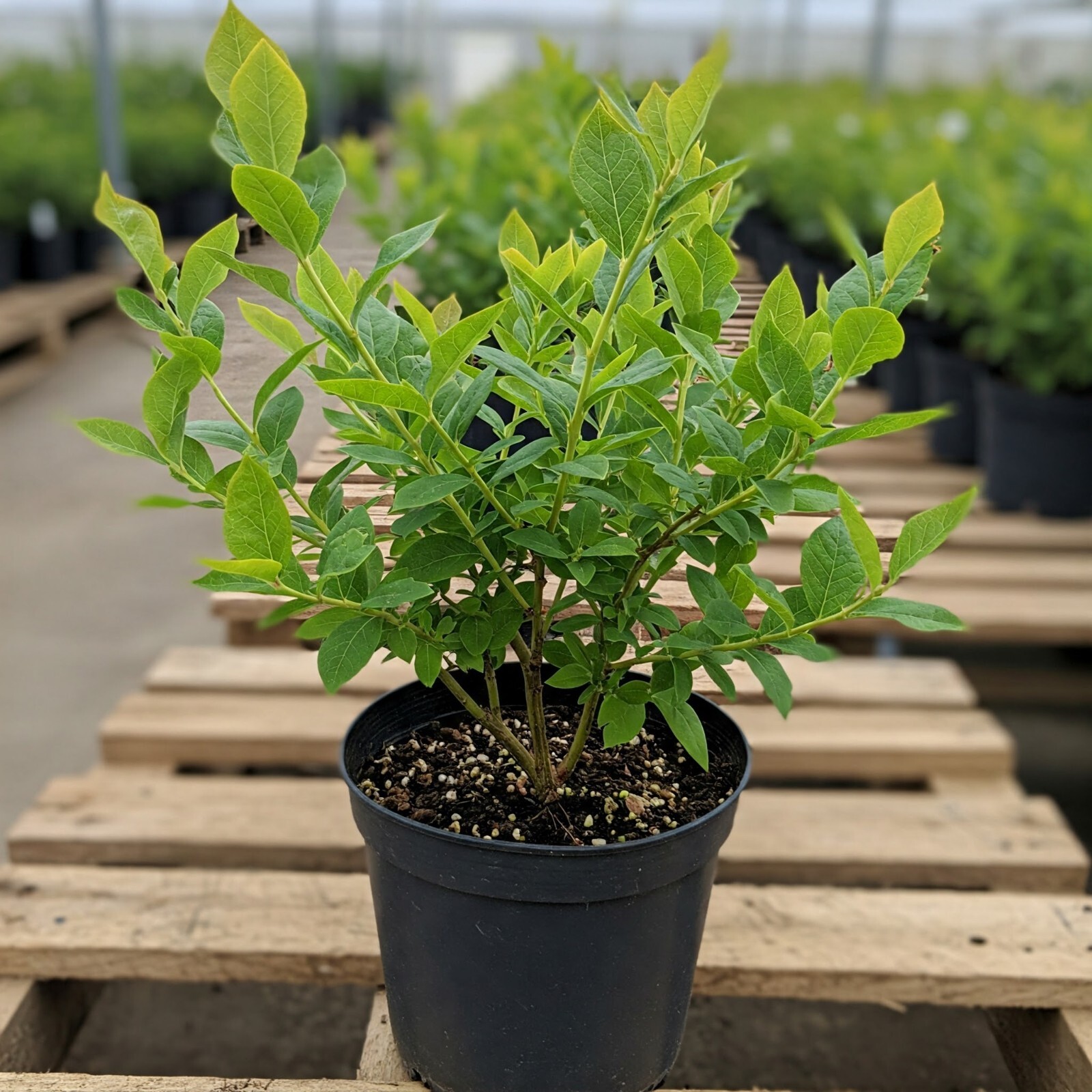 Top Hat Blueberry in 1 Gal Pot Live Plant Vaccinium Small Outdoor Fruiting Bush