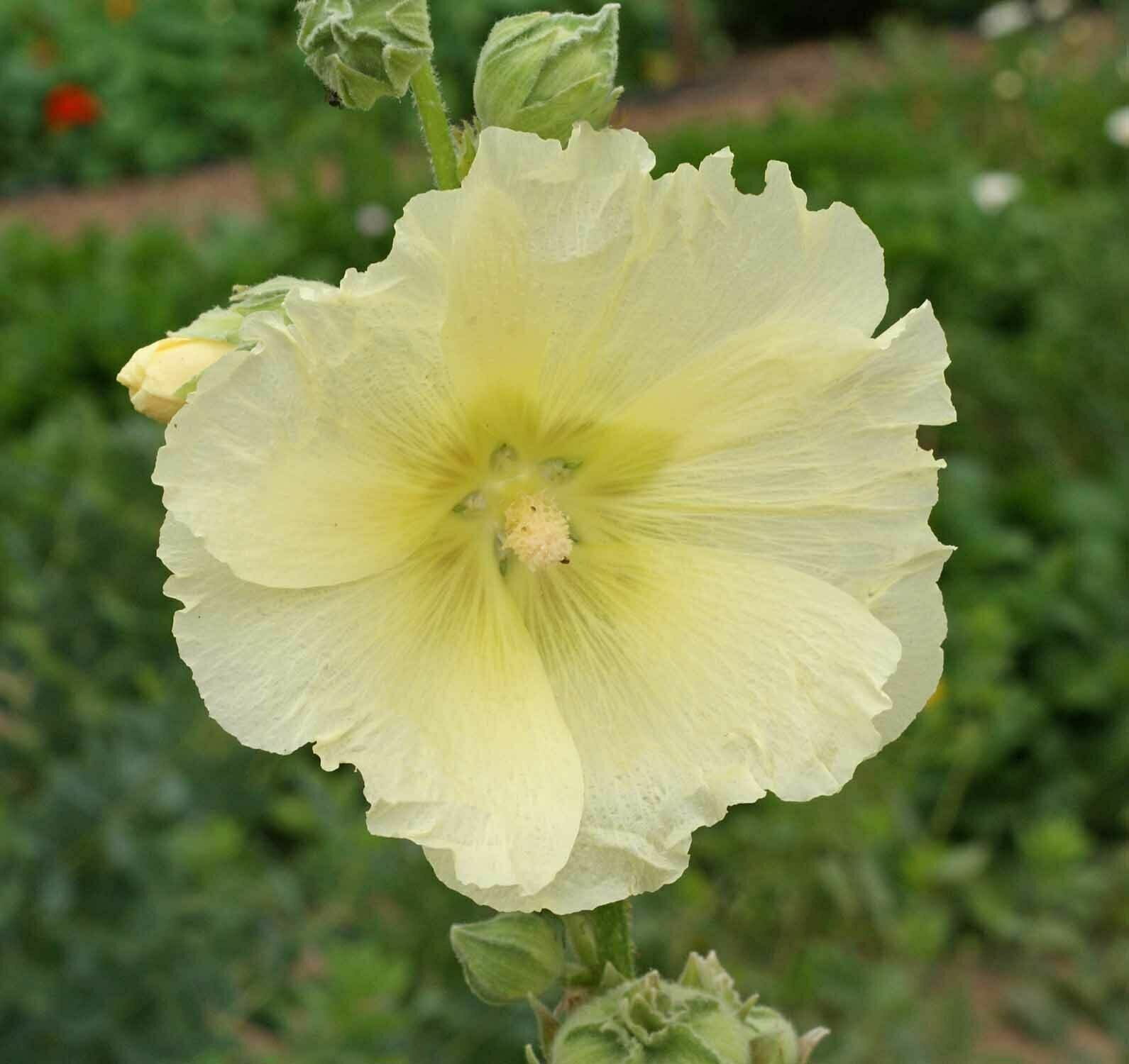Hollyhock Flower Seeds Mixed Colors Alcea Rosea (100 to 1000 SEEDS)
