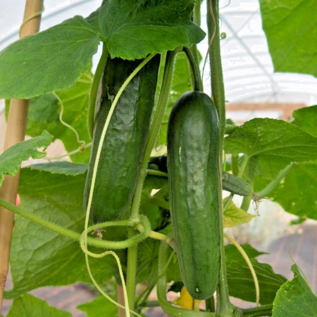 31+Muncher CUCUMBER Seeds Organic Summer Vegetable Garden Patio Container Easy