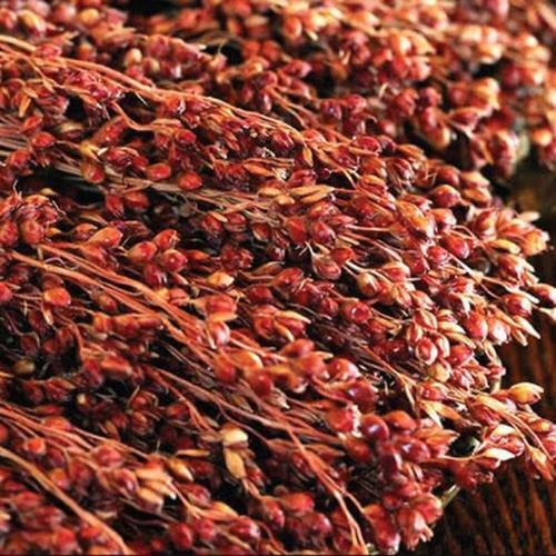 Red Head Broom Corn Seeds for Planting (50 Seeds) – Grow Exotic Red Broom Corn