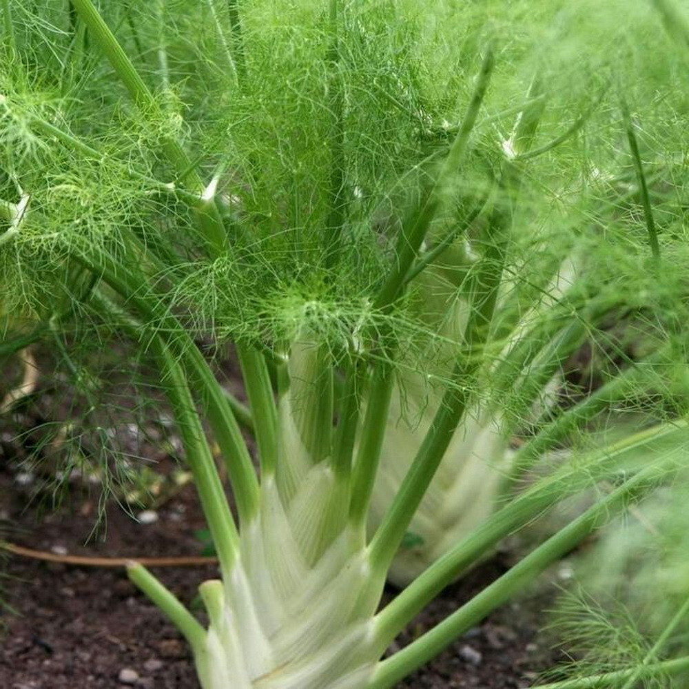 250 Fennel Seeds Vegetable Herb Heirloom Foeniculum vulgare
