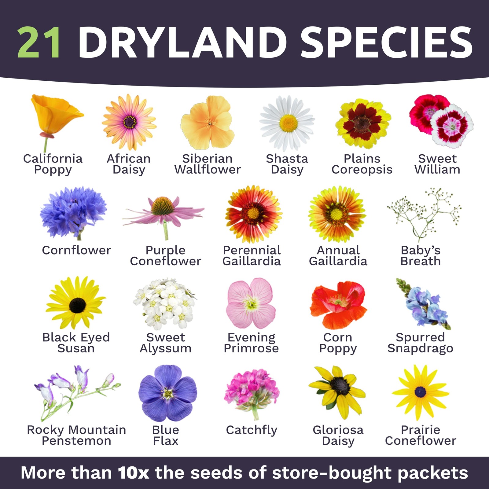 Drought Tolerant Wildflowers Mix Extra Large Packet Over 7500 Seeds
