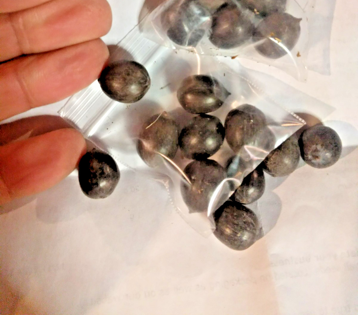5 BLUE ENCHANTRESS LOTUS SEEDS – Nelumbo Nucifera