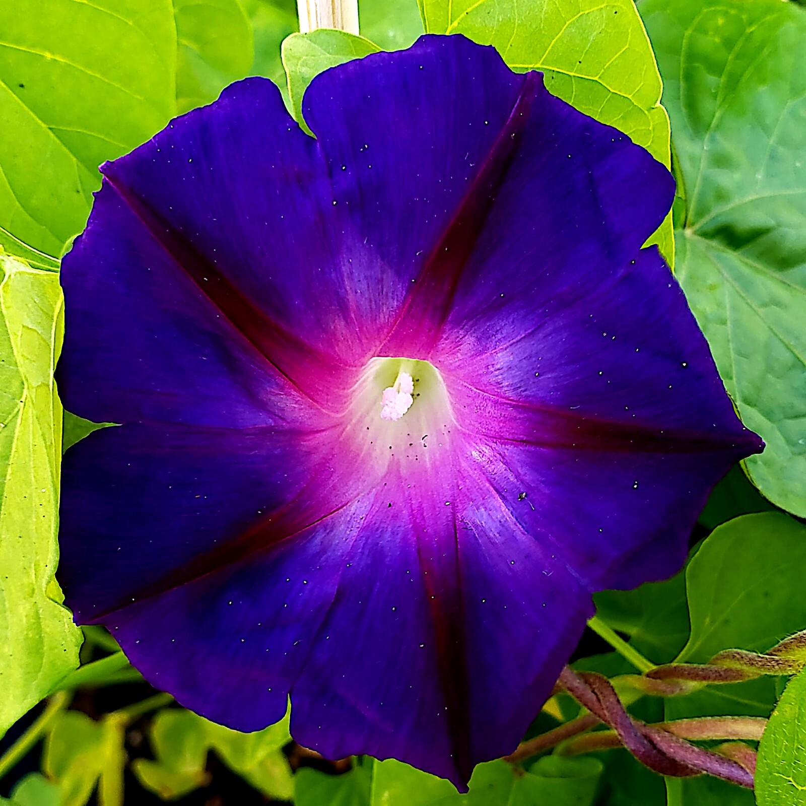 20 PURPLE MORNING GLORY FLOWER VINE SEEDS (Ipomoea purpurea) Hardy Climber Plant