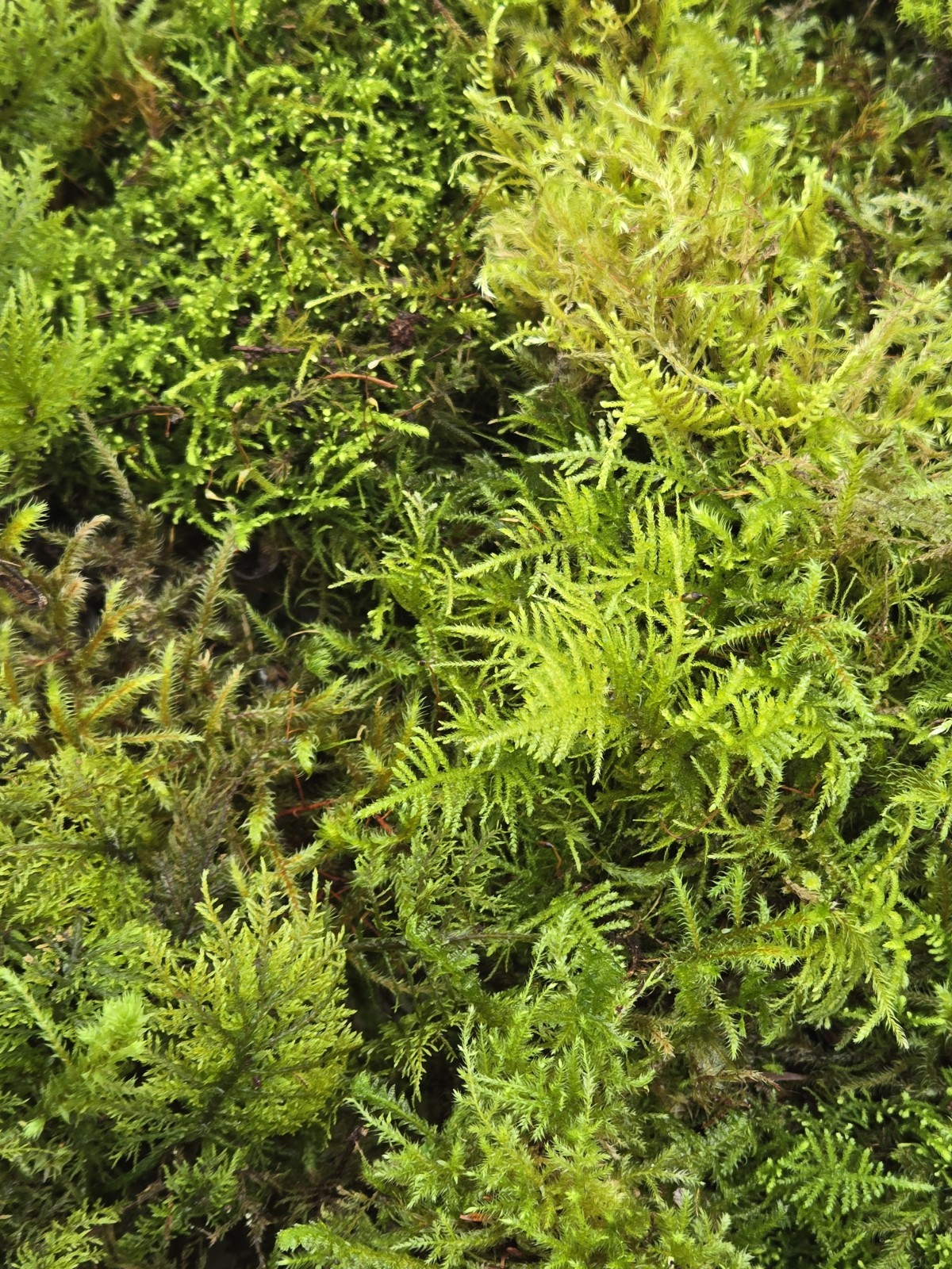 Live Fresh Moss (2) Gallon Size Bags~Terrarium Potted Plants Reptiles/Frogs