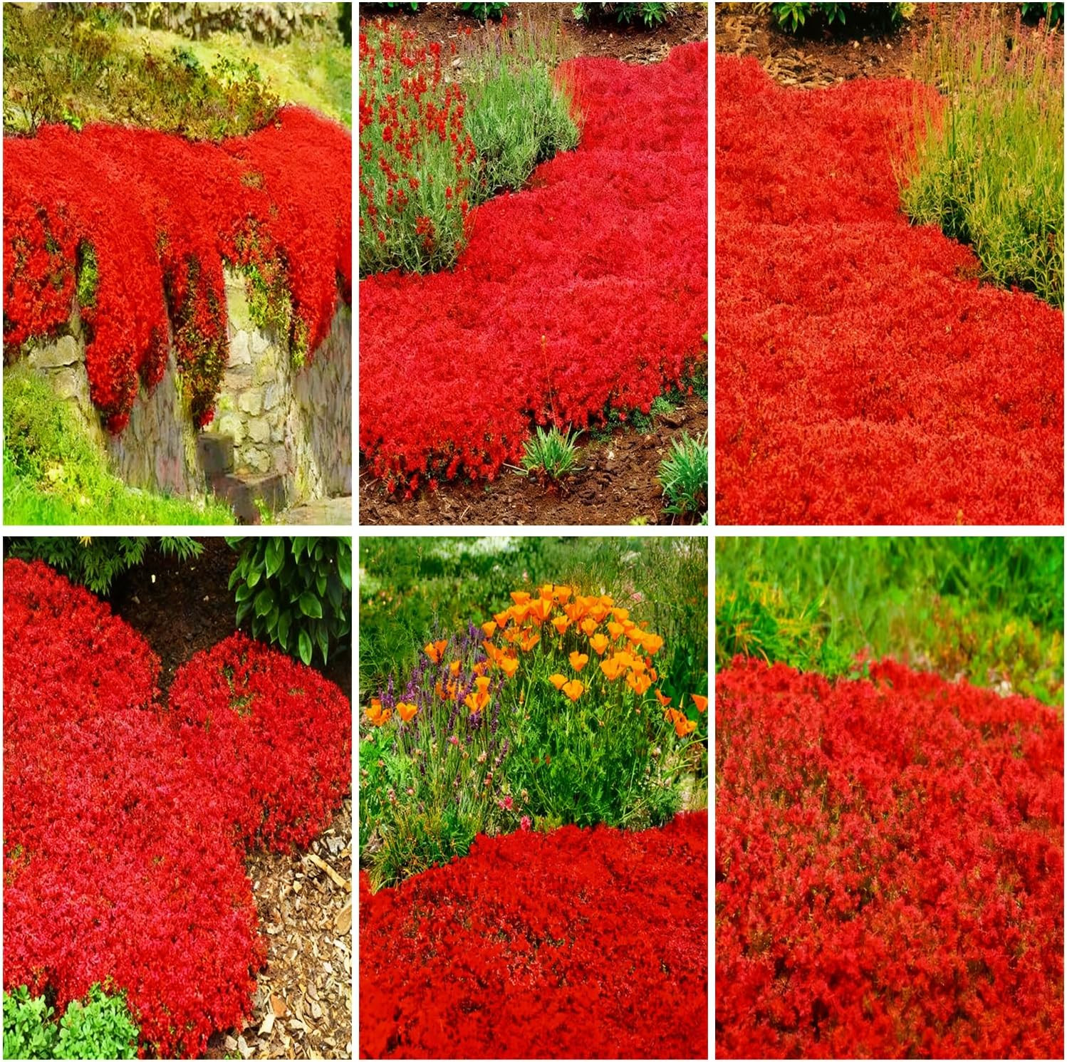 15000Pcs Red Creeping Thyme Seeds Ground Cover,Thyme Seeds for Planting Indoors,